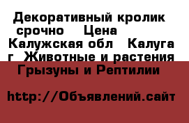 Декоративный кролик, срочно. › Цена ­ 4 500 - Калужская обл., Калуга г. Животные и растения » Грызуны и Рептилии   